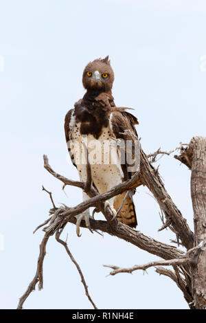 Aquila marziale ( Polemaetus bellicosus ) appollaiato in un albero, il Parco Nazionale di Etosha, Namibia Africa Foto Stock