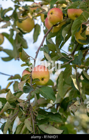 Malus domestica. Old english pearmain mele sulla struttura ad albero in autunno. Regno Unito Foto Stock