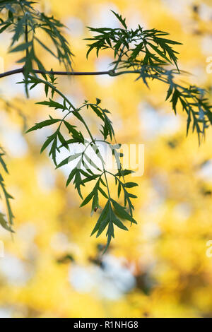 Sambucus nigra f. laciniata. Tagliare lasciarono il sambuco le foglie in autunno. Regno Unito Foto Stock