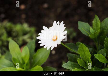 Bianco margherita africana senza due petali mangiato da insetti (Pesaro, Italia, Europa) Foto Stock