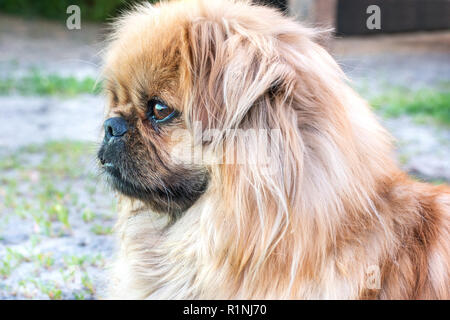 Ritratto di un bel cane pekingese sulla strada Foto Stock