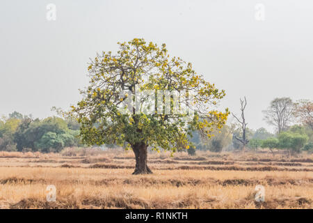 Un albero indiano mahuaa Chiudi vista sullo sfondo di una montagna cercando impressionante. Foto Stock