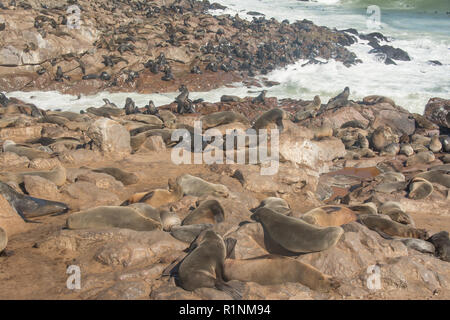 La colonia del capo le foche, Arctocephalus pusillus, in Namibia Foto Stock