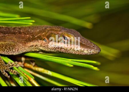 Un marrone anole lizard (Anolis sagrei) affiora la sua testa fuori dalla sicurezza di un intrico di aghi di pino in cerca di preda di insetti... o forse solo per rappresentare. Foto Stock