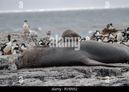 Un grande maschio di leone marino poggia su un isolotto nel Canale di Beagle in Tierra del Fuego Foto Stock