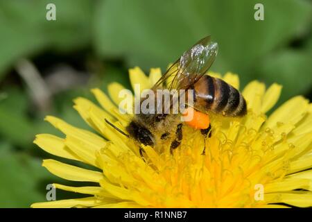 Bee impollinatori un giallo fiore di tarassaco durante il caldo clima di Houston. Nota il pieno di sacche di polline le api gambe. Foto Stock