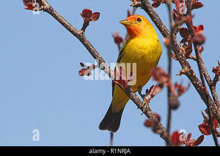 Western Tanager, Piranga ludoviciana, - il nido in foreste di conifere del nord e le alte montagne. Foto Stock