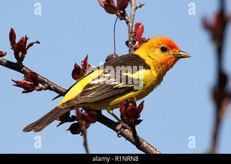 Western Tanager, Piranga ludoviciana, - il nido in foreste di conifere del nord e le alte montagne. Foto Stock