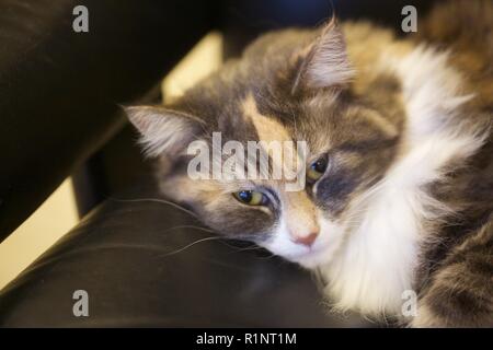 Cat Dusky soffici Foto Stock