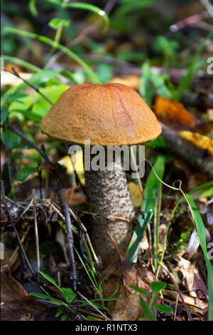 Arancio-cap boletus Leccinum aurantiacum nella foresta di autunno. Regione di Leningrado, Russia Foto Stock