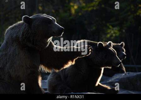 Madrid, Spagna. Xiii Nov, 2018. Tre orsi bruni raffigurato in attesa di cibo a zoo di Madrid. Credito: Jorge Sanz/Pacific Press/Alamy Live News Foto Stock