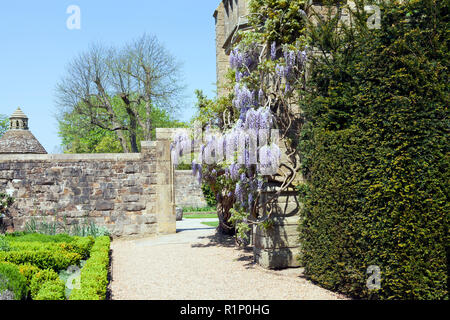 Il Glicine con fiori appesi sulle pareti di pietra in un piccolo giardino di casa, su una soleggiata giornata estiva . Foto Stock