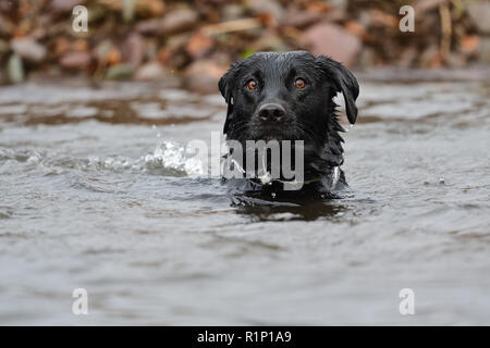 Colpo alla testa di un nero Labrador a nuotare in acqua Foto Stock