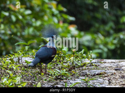 Un Western incoronato piccione (Goura cristata) nel selvaggio. Isola di Waigeo Raja Ampat, Indonesia. Foto Stock