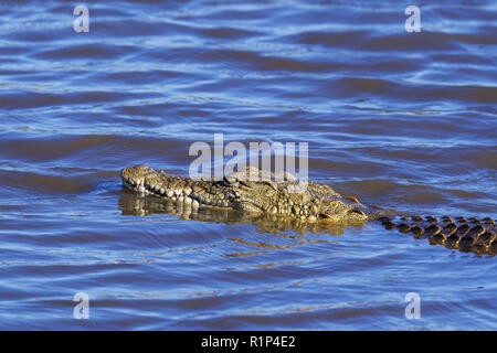 Coccodrillo del Nilo (Crocodylus niloticus) in acqua, Tramonto Dam, Parco Nazionale Kruger, Mpumalanga, Sud Africa e Africa Foto Stock