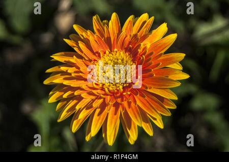 Gerbera, Barberton daisy / nome scientifico Gerbera jamesonii hybrid Foto Stock