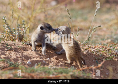 Meerkats (Suricata suricatta), due giovani maschi a giocare a scavano, naso a naso, Kgalagadi Parco transfrontaliero, Northern Cape, Sud Africa e Africa Foto Stock