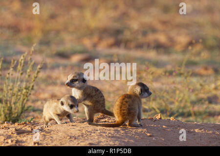 Meerkats (Suricata suricatta), tre giovani maschi a burrow osservando le frazioni, Kgalagadi Parco transfrontaliero, Northern Cape,Sud Africa,Africa Foto Stock