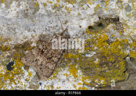 Bruno cesoie (Hadena perplexa) falena adulta in appoggio su una parete. Powys, Galles. Giugno. Foto Stock