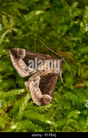 Bella muso (Hypena crassalis) falena adulta in appoggio sul muschio. Powys, Galles. Giugno. Foto Stock