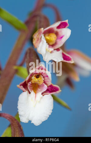 Close-up di fiori di elleborina palustre (Bergonii palustris). Tywyn Aberffraw, Anglesey, Galles. Luglio. Foto Stock
