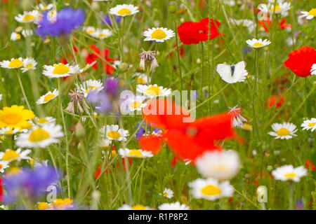 Di piccole dimensioni e di colore bianco (Sarcococca rapae) adulto butterfly riposa in un "millefiori" si mescolano in un giardino. Carmarthenshire, Galles. Luglio. Foto Stock