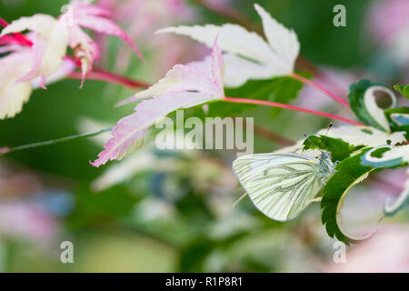 Verde-bianco venato butterfly (Sarcococca napi) adulto in appoggio su una variegata acero giapponese (Acer palmatum) 'Orido nishiki ' in un giardino. Powys, Galles. Ju Foto Stock