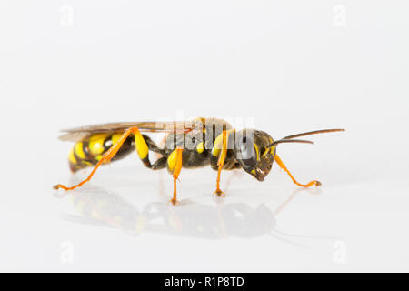 Campo Digger Wasp (Mellinus arvense) femmina adulta fotografati contro uno sfondo bianco. Powys, Galles. Luglio. Foto Stock