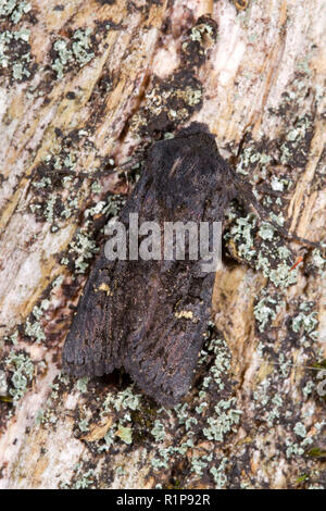 Nero (rustico Aporophyla nigra) falena adulta in appoggio sul legno morto. Powys, Galles. Settembre. Foto Stock