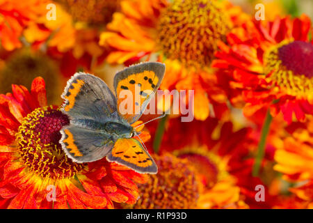 Piccola di rame (Lycaena phlaeus) adulto alimentazione a farfalla su Perrenial girasole (Helianthus) fiori in un giardino. Powys, Galles. Settembre. Foto Stock