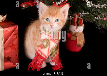 6 settimane vecchio cucciolo sotto un albero di natale Foto Stock