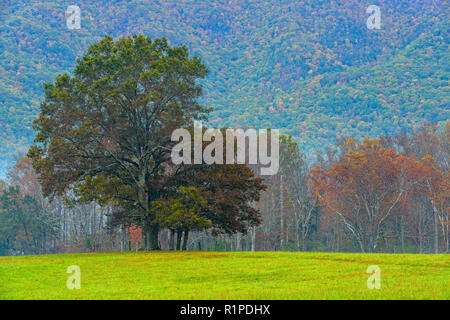 Pascoli e alberi nella nebbia di mattina in Cades Cove, Great Smoky Mountains National Park, Tennessee, Stati Uniti d'America Foto Stock