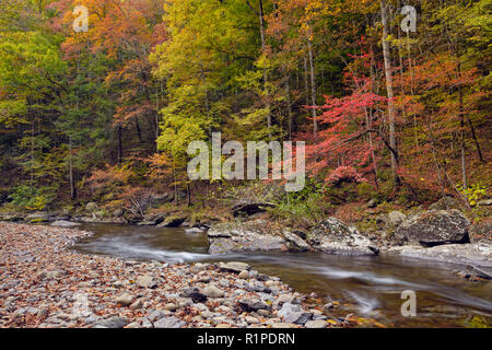 Il fogliame di autunno a strapiombo sul fiume Po , Parco Nazionale di Great Smoky Mountains, Tennessee, Stati Uniti d'America Foto Stock