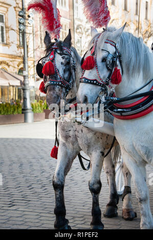 Una coppia di cavalli che indossa il bianco e il rosso feathered copricapo stare al sole. Tradizionali di carrozze trainate da cavalli in attesa per tariffe Cracovia Foto Stock