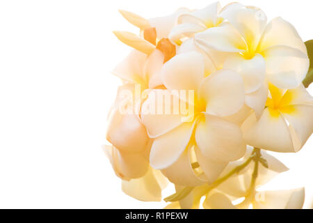 Plumeria obtusa L,Evergreen Frangipani, cimitero fiore, struttura Pagoda, Tempio Tree, West Indian Jasmine Foto Stock