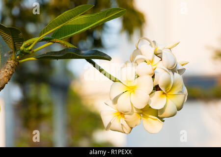 Plumeria obtusa L,Evergreen Frangipani, cimitero fiore, struttura Pagoda, Tempio Tree, West Indian Jasmine Foto Stock