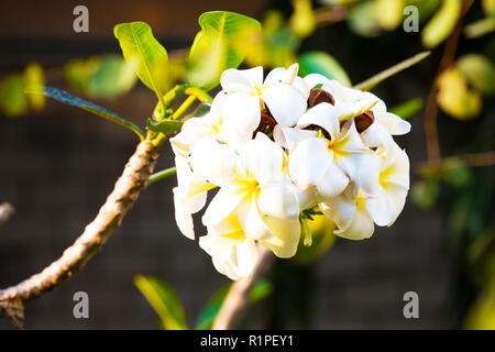 Plumeria obtusa L,Evergreen Frangipani, cimitero fiore, struttura Pagoda, Tempio Tree, West Indian Jasmine Foto Stock