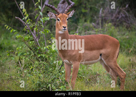 Impala (Aepyceros melampus) maschio ram ritratto di antilope e chiudere fino a selvaggia di Madikwe Game Reserve in Sud Africa Foto Stock