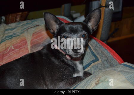 Una sonnolenta Jack Russell cane posa sul lettino. Foto Stock