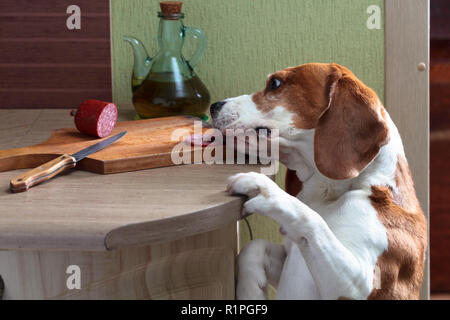 Carino Beagle mangia la salsiccia affumicata a sinistra sul tavolo della cucina. Foto Stock