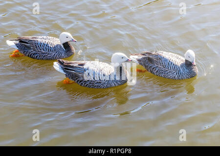 L'imperatore oche nuotare in acqua (Anser canagicus) Foto Stock