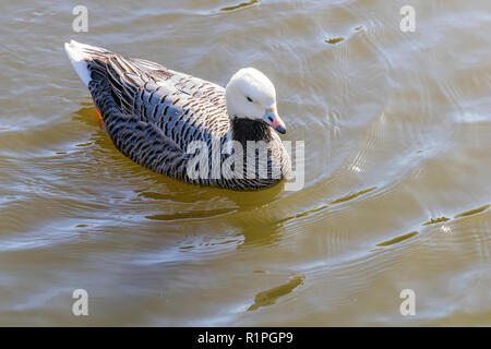 L'imperatore Goose nuotare in acqua (Anser canagicus) Foto Stock