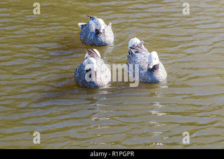 L'imperatore oche nuotare in acqua (Anser canagicus) Foto Stock