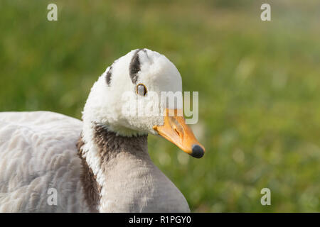 Bar intitolata goose Close up verticale (Anser indicus) Foto Stock