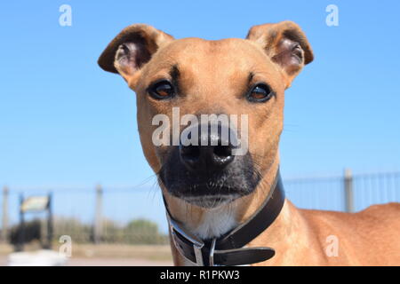 Lurcher su una passeggiata Foto Stock