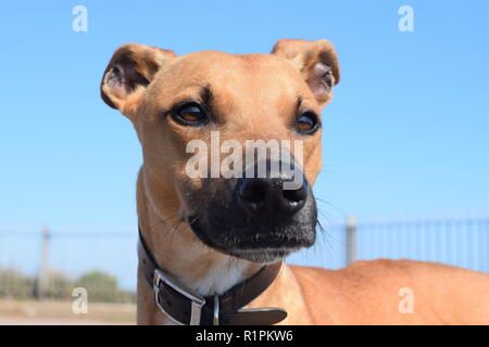 Lurcher sulla passeggiata a Broadstairs Foto Stock