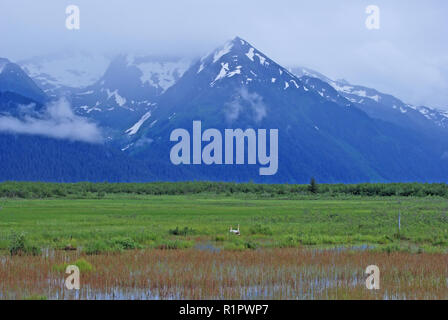 Trumpeter Swan habitat di rame nel bacino del fiume con il Chugach Mountains vicino a Cordova, Alaska Foto Stock