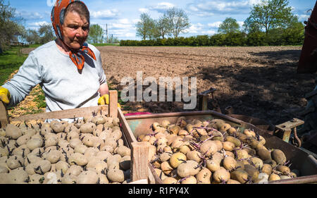 Nonna e nipote di piantare patate con un trattore sul campo in e inizio giornata di primavera con il sole che splende su di essi Foto Stock