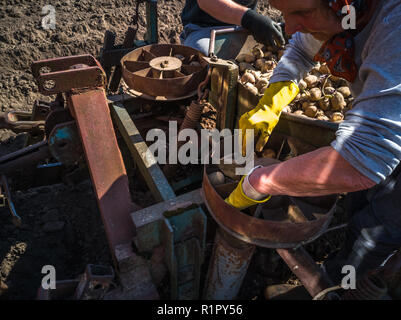 Nonna e nipote di piantare patate con un trattore sul campo in e inizio giornata di primavera con il sole che splende su di essi Foto Stock