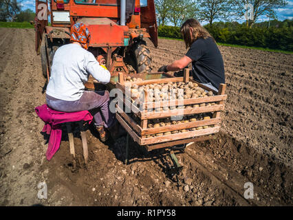 Nonna e nipote di piantare patate con un trattore sul campo in e inizio giornata di primavera con il sole che splende su di essi Foto Stock